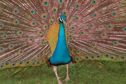 One of the peacocks at The Kairaba Hotel