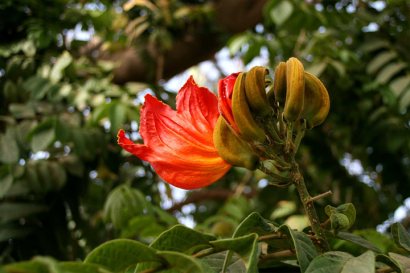 Gambia Flower