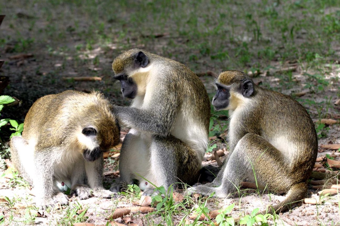 Wildlife On Your Doorstep In The Gambia