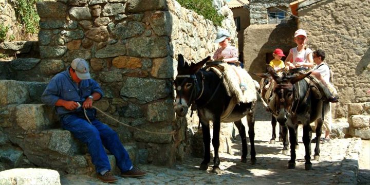 Donkey excursion Donkey excursion