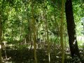 Community Tree Planting