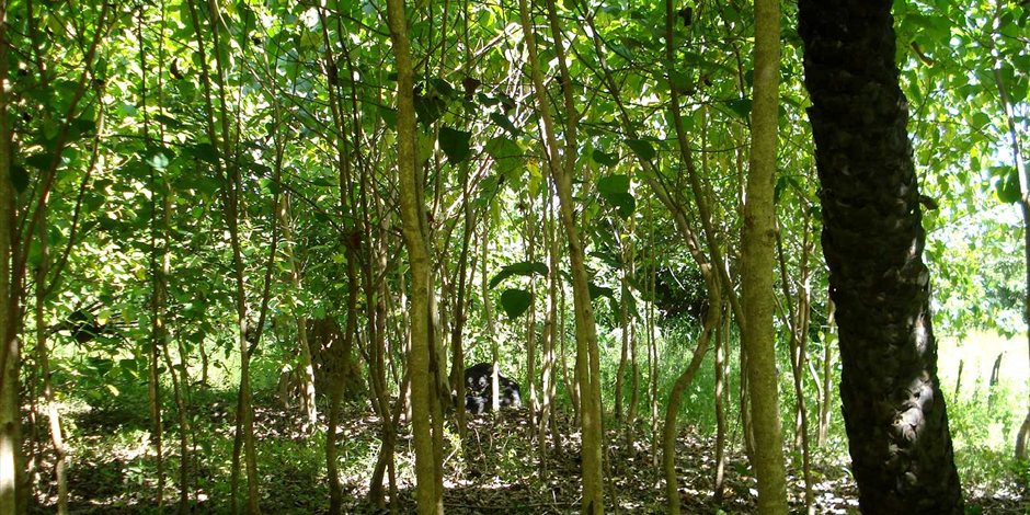Community Tree Planting Community Tree Planting