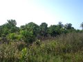 Community Tree Planting