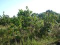 Community Tree Planting