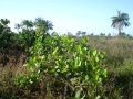 Community Tree Planting
