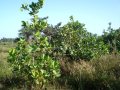 Community Tree Planting