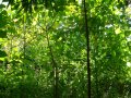 Community Tree Planting