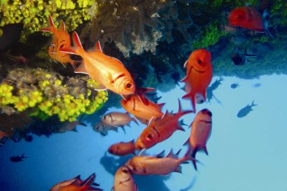 Sal Marine Life